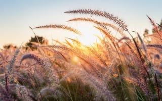 Картинка закат, трава, природа, пейзаж, солнце, цветы, лето