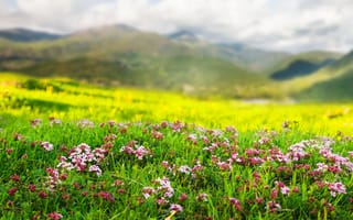 Картинка пейзаж, цветы, природа, зелень, горы, лето, красота