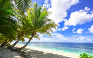 Картинка пляж, пальмы, море, небо, отдых, природа, пейзаж