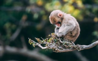 Картинка обезьяна, природа, ветка, животное, младенец, лес, фото