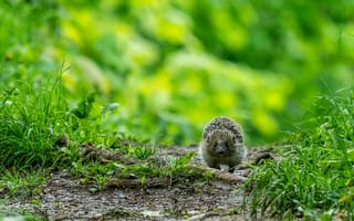 Картинка еж, природа, зелень, животные, лес, пейзаж, фото