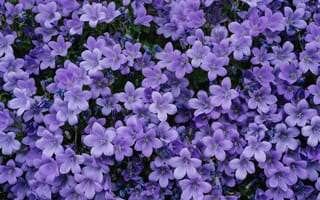 Картинка цветы, фиолетовый, природа, обои, растения, красота, лето