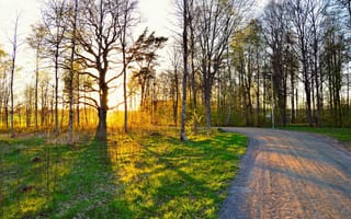 Картинка природа, лес, закат, деревья, пейзаж, дорожка, освещение