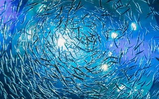 Картинка рыбы, океан, вода, подводный мир, природа, свет, аквариум, плавание, глубина, экосистема