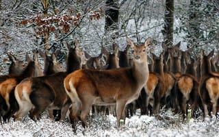 Картинка олени, зима, лес, природа, снег, животные, группа