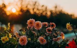 Картинка цветы, закат, природа, лето, красота, пейзаж, сад