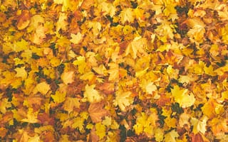 Картинка листья, осень, природа, желтый, пейзаж, фоновое изображение, красота