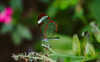 Картинка бабочка, природа, растения, красота, флора, лето, цветы