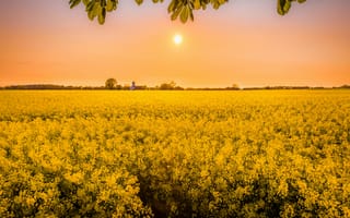 Картинка поле, цветы, закат, природа, жёлтый, солнце, пейзаж