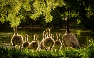 Картинка гуси, птицы, природа, водоем, семья, пейзаж, свет
