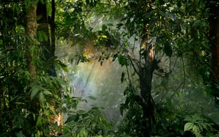 Картинка лес, природа, свет, деревья, туман, зелень, пейзаж