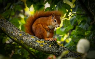 Картинка белка, природа, дерево, животные, лес, фотография, зеленый