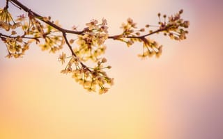 Картинка цветы, ветка, природа, весна, красота, фон, пейзаж