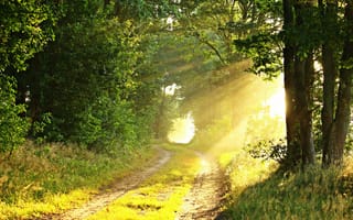Картинка лес, природа, свет, пейзаж, дорога, освещение, лето, зелень