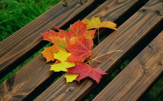 Картинка листья, осень, природа, дерево, пейзаж, цвета, фотография