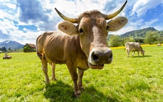 Картинка корова, пейзаж, природа, ферма, зелёная трава, небо, животные