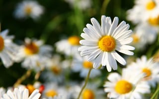Картинка цветы, ромашки, природа, лето, зелень, красота, пейзаж