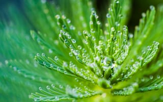 Картинка растение, капли, зелень, макро, природа, фото, обои