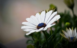 Картинка цветы, ромашка, капли, природа, красота, зелень, фото