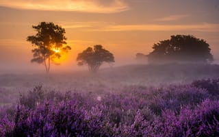 Картинка закат, природа, лаванда, деревья, туман, пейзаж, цветы