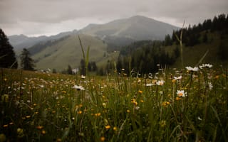 Картинка горы, цветы, природа, пейзаж, лето, зелень, небо