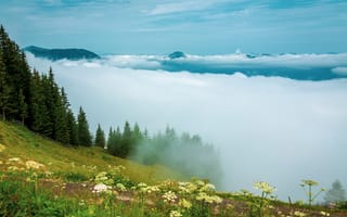 Картинка природа, горы, облака, лес, цветы, пейзаж, небо