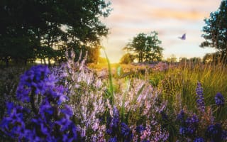 Картинка природа, цветы, закат, пейзаж, поляна, лето, красота
