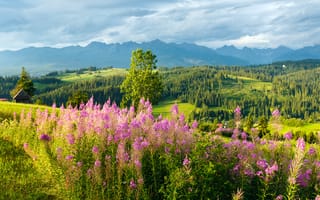 Картинка пейзаж, горы, цветы, природа, лес, небо, лето