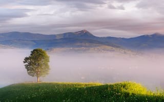 Картинка природа, пейзаж, дерево, горы, туман, трава, закат