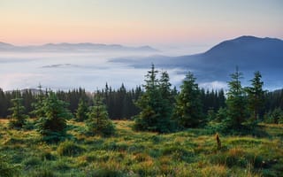 Картинка природа, горы, утро, туман, лес, пейзаж, солнце