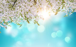 Картинка цветы, весна, природа, солнце, обои, красота, пейзаж