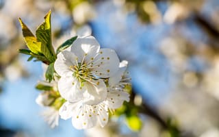 Картинка цветы, весна, природа, белый, дерево, пейзаж, красота