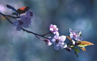 Картинка цветы, природа, весна, бokeh, ветка, пейзаж, красота