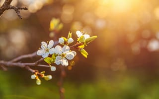 Картинка цветы, природа, весна, свет, дерево, бokeh, красота