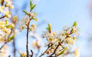 Картинка цветы, природа, весна, дерево, белый, небо, красота