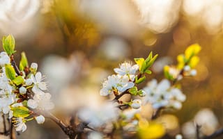 Картинка цветы, природа, весна, бokeh, дерево, белый, зелёный