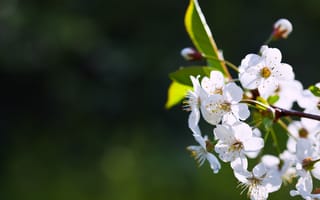 Картинка цветы, весна, природа, белый, красота, растение, фотография