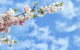 Картинка цветы, вишня, небо, облака, природа, весна, пейзаж