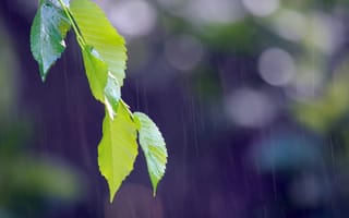 Картинка листья, дождь, природа, зелень, фон, вода, освежающий