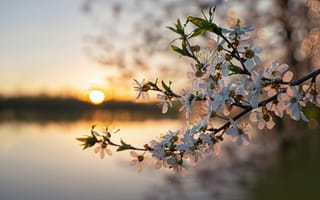 Картинка цветы, закат, природа, вода, весна, пейзаж, дерево