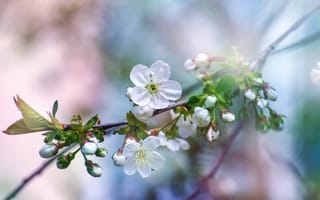 Картинка цветы, вишня, природа, весна, белый, растения, красота