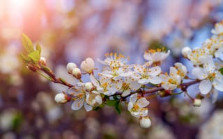 Картинка цветы, весна, природа, белый, красота, растения, фотография