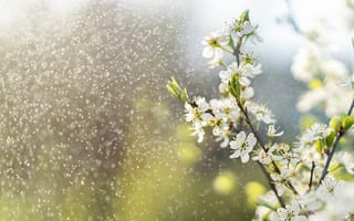 Картинка цветы, вода, природа, весна, свет, красота, фото