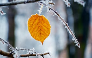 Картинка осень, лист, природа, мороз, дерево, желтый, пейзаж