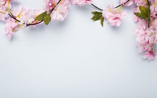 Картинка цветы, вишня, розовый, фоновое изображение, природа, весна, красота