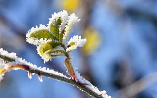 Картинка зима, лед, листья, природа, мороз, снег, фотография