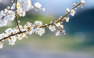 Картинка цветы, весна, природа, белый, ветка, красота, фотография