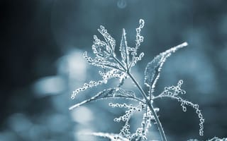 Картинка растение, листья, природа, свет, фотография, синий, красота