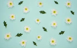 Картинка цветы, обои, природа, декор, лето, белые, зелень