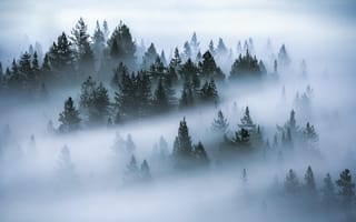 Картинка лес, туман, природа, пейзаж, деревья, мгла, спокойствие